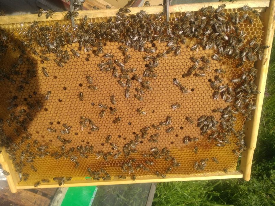 Бджолопакети Карніка