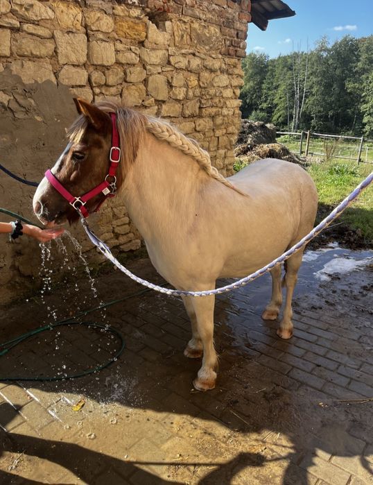 Kuc szetlandzki ogier