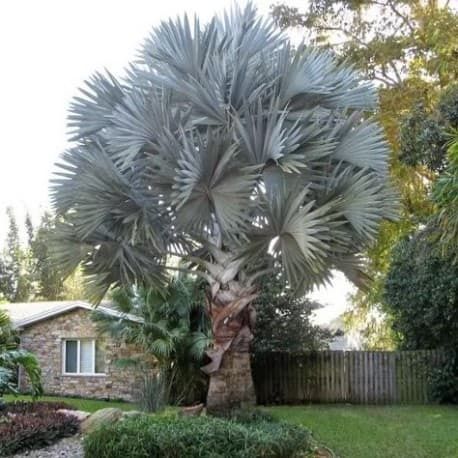 Estonteante palmeira azul, Bismarckia nobilis