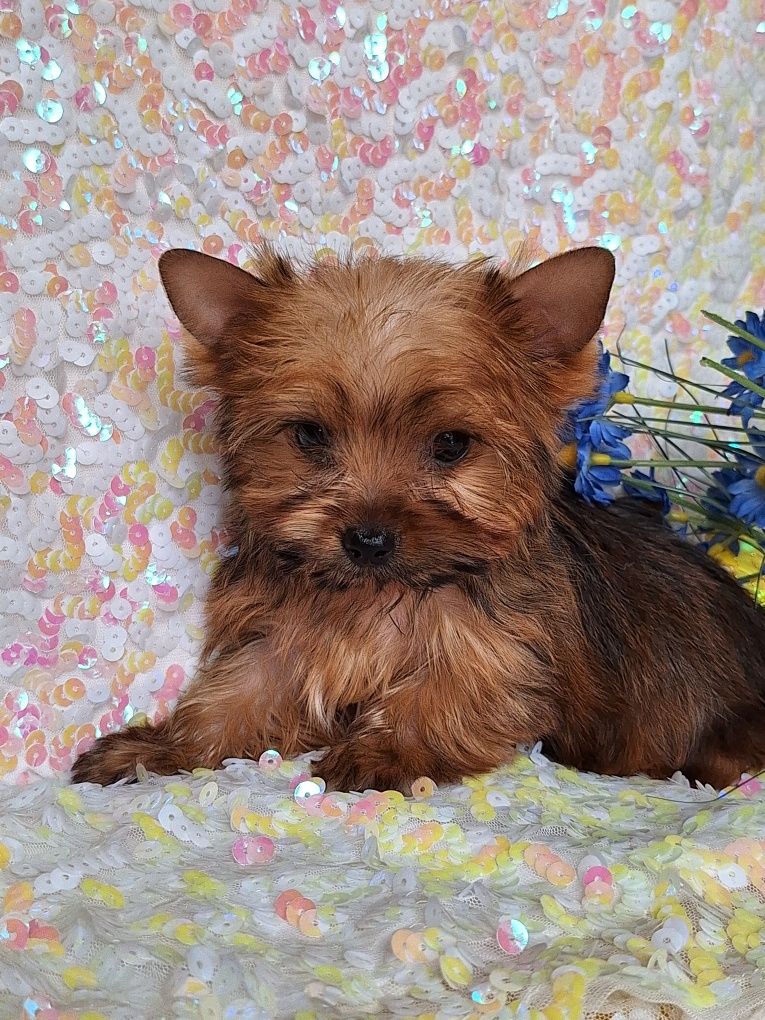 Yorkshire terrier golddust z rodowodem