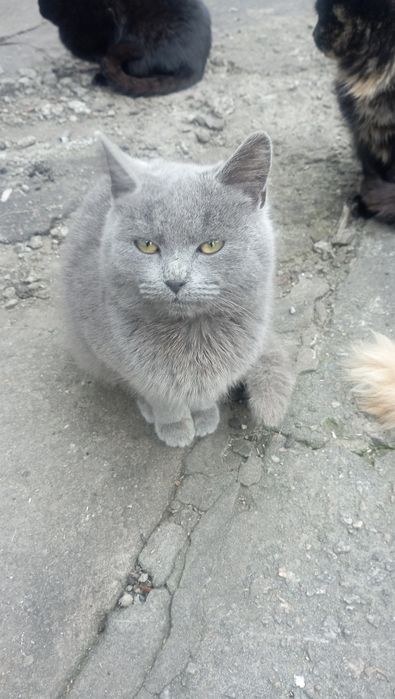 Отдам бесплатно котят, по 6 месяцев. Два мальчика и две девочки