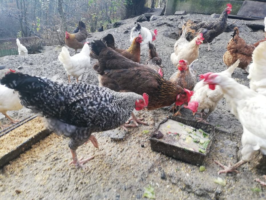 Sprzedam młode koguty