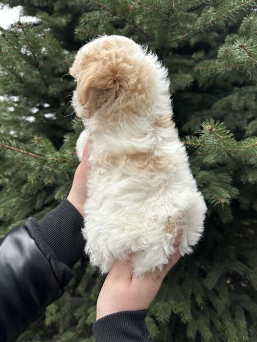 Дуже дивовижний хлопчік мальтіпу ф1