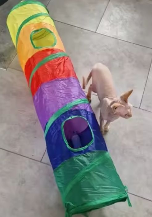 тунель труба хатка будинок лежак триярусна іграшка з м'ячиком для кота