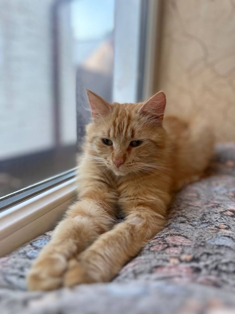 Котик Трім шукає дім