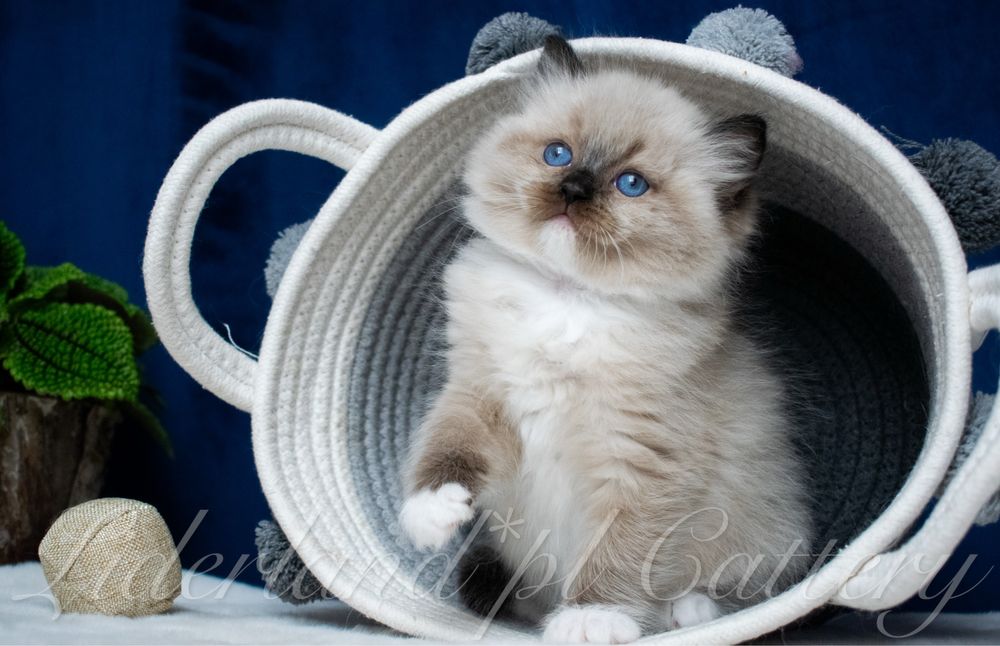 Przepiękne Kocięta Ragdoll FPL/FIFE