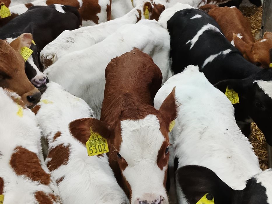 Sprzedam byczki ze zdjęcia samodzielne.