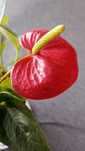 Sprzedam roślinę doniczkową - Anthurium.