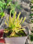 Nasiona rosiczki Drosera Capensis typical Albino x50 rosiczka