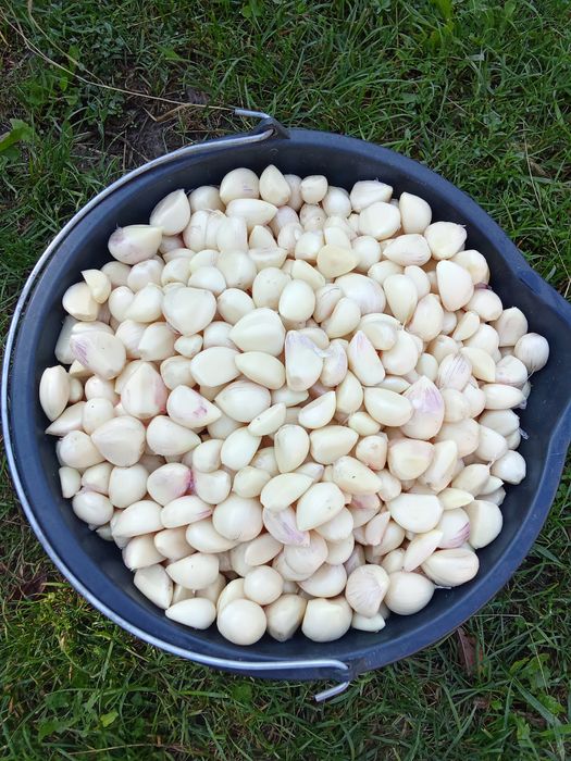 Часник чищений 100грн/кг