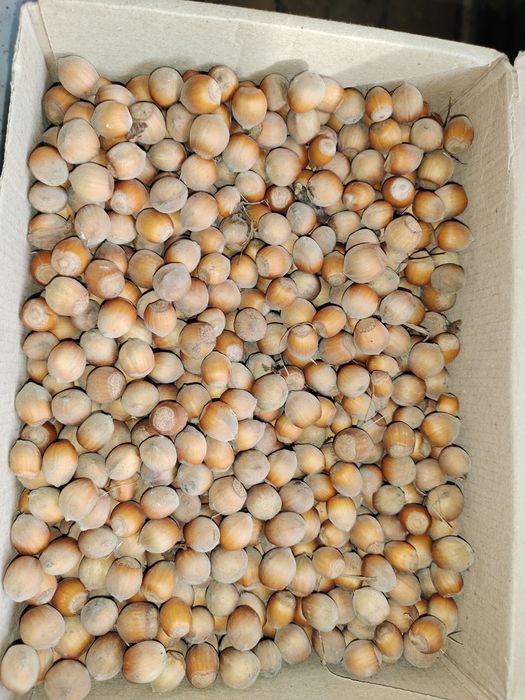 Продам горіхи ліщини