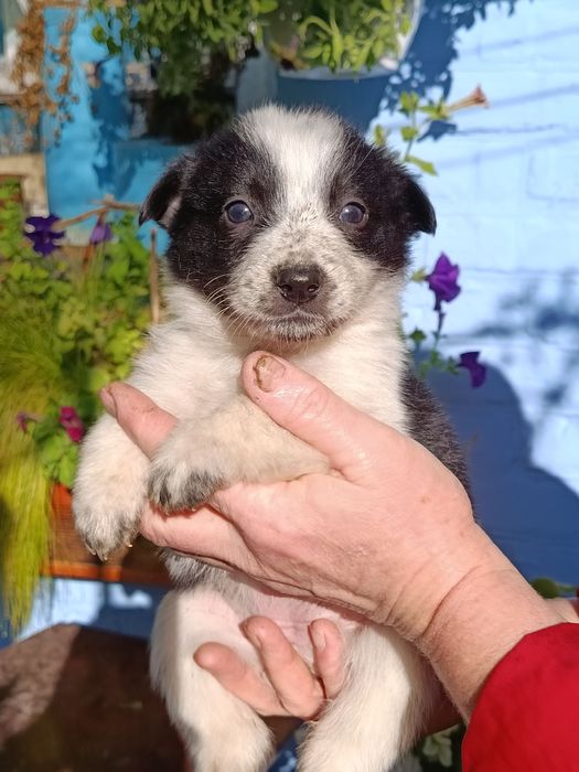 Цуценята шукають дім!!!