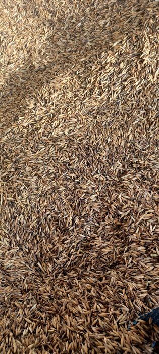 Owies do celów grzewczych, ekogroszek, pelet