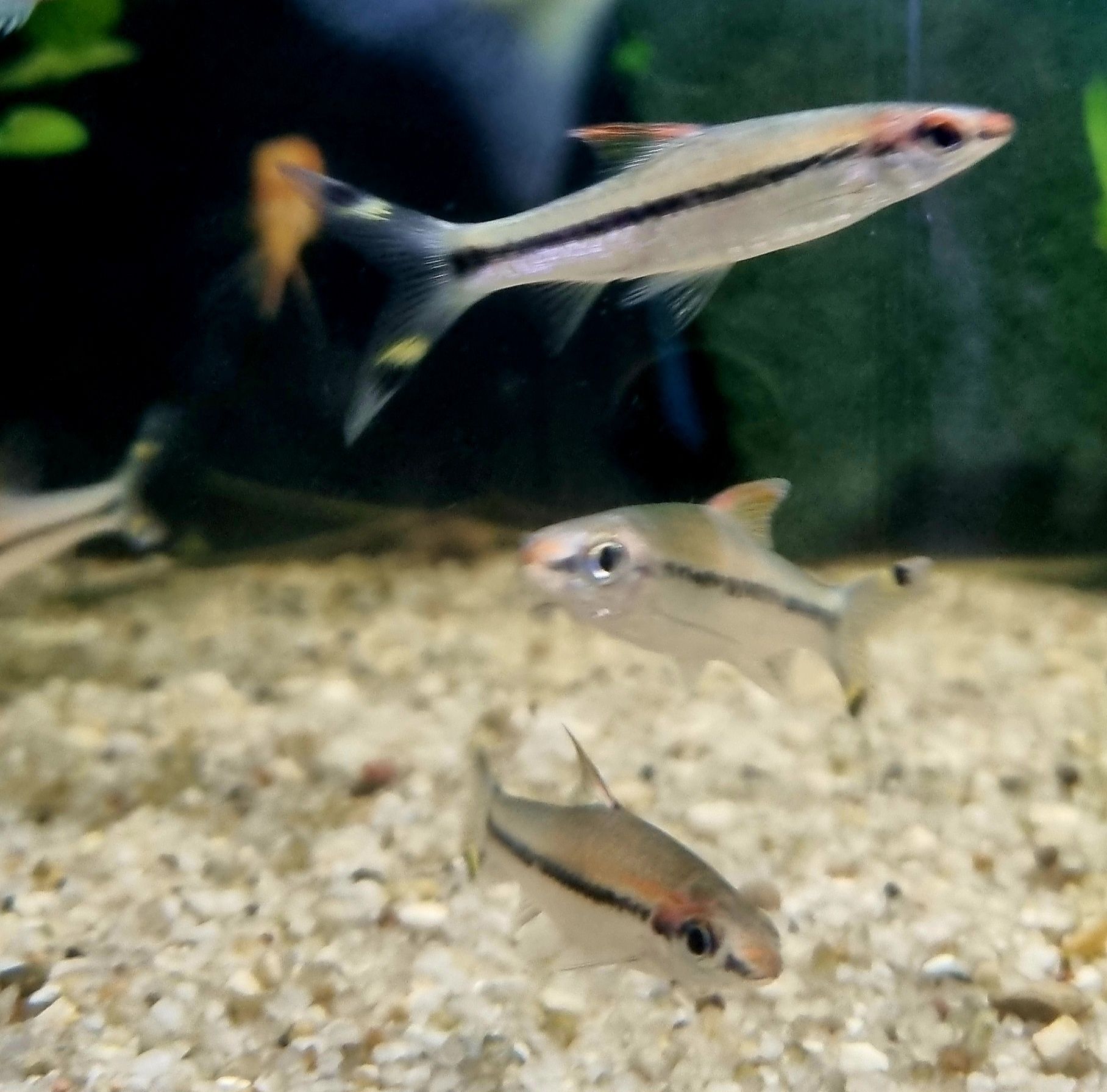 Brzanka denisona (puntius denisoni)