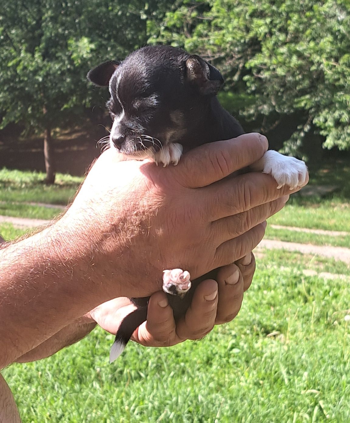 Sprzedam małego chihuahua!