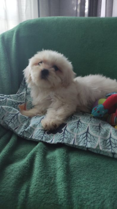 Maltipoo suczka Warszawa maltańczyk pudel