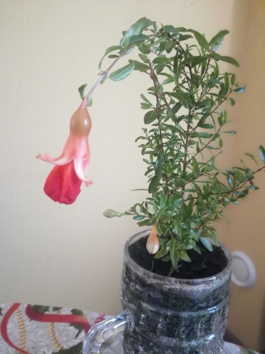 Кімнатний гранатик з квітами в бокалі, Київ