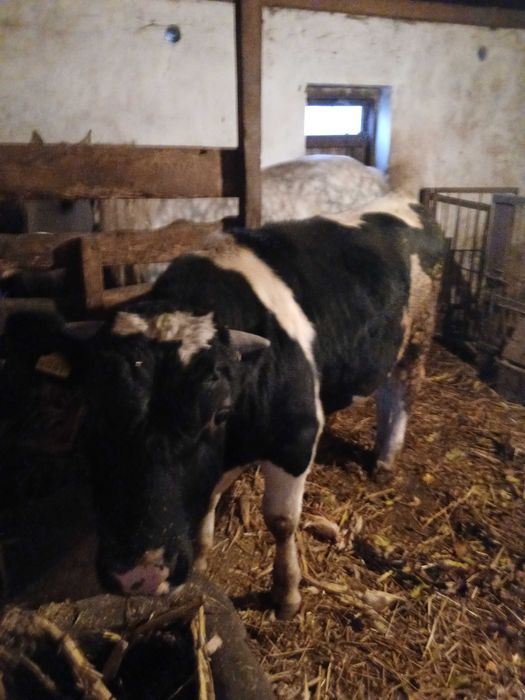 Продам бика бугая