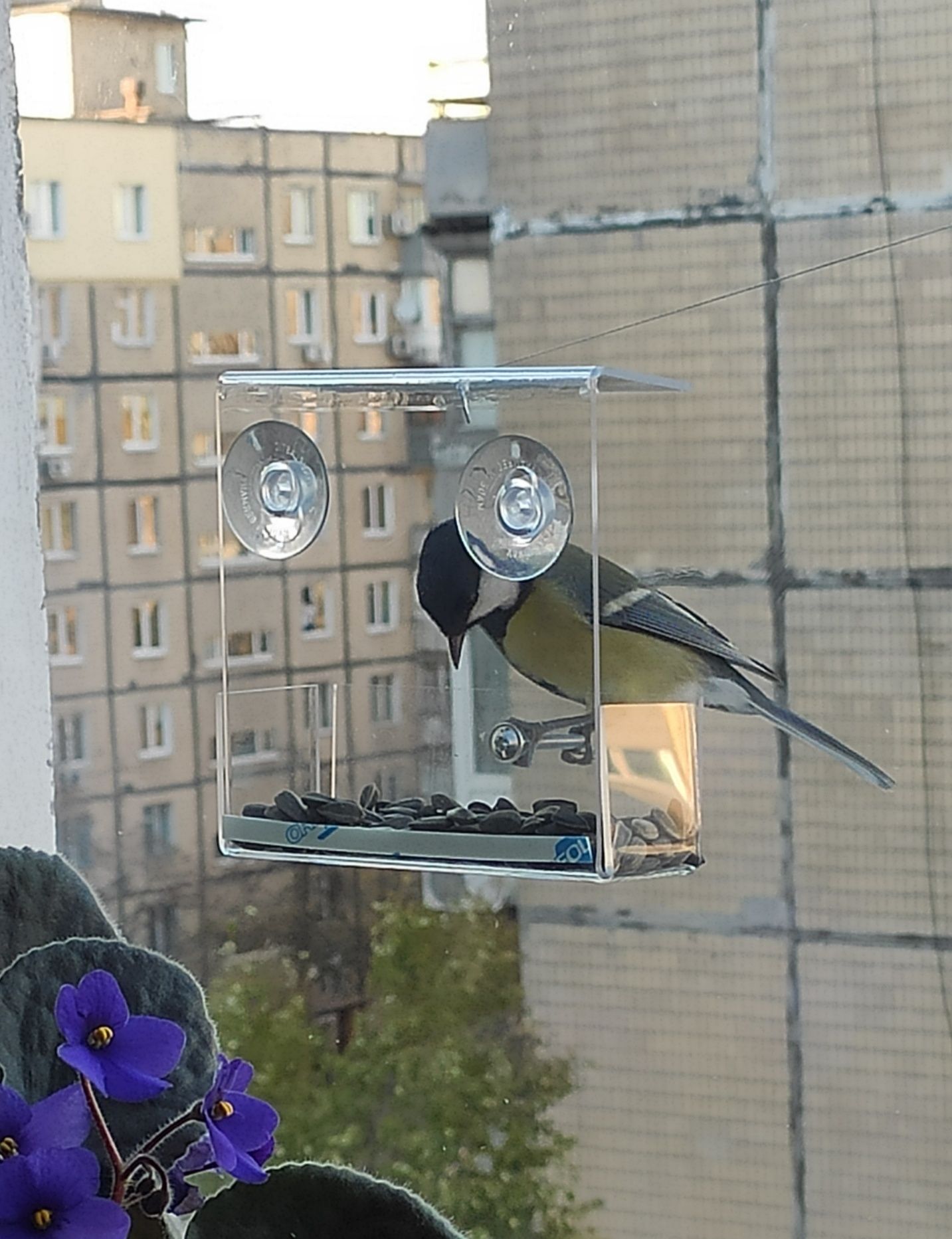 Годівничка для птахів на вікно.Кормушка для птиц на окно.