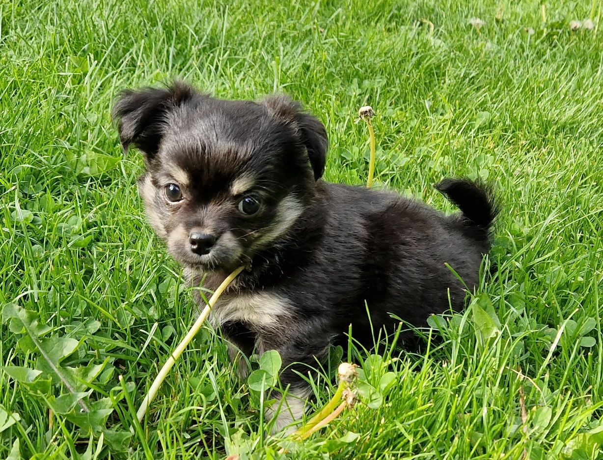 Chihuahua długowłosy śliczny piesek