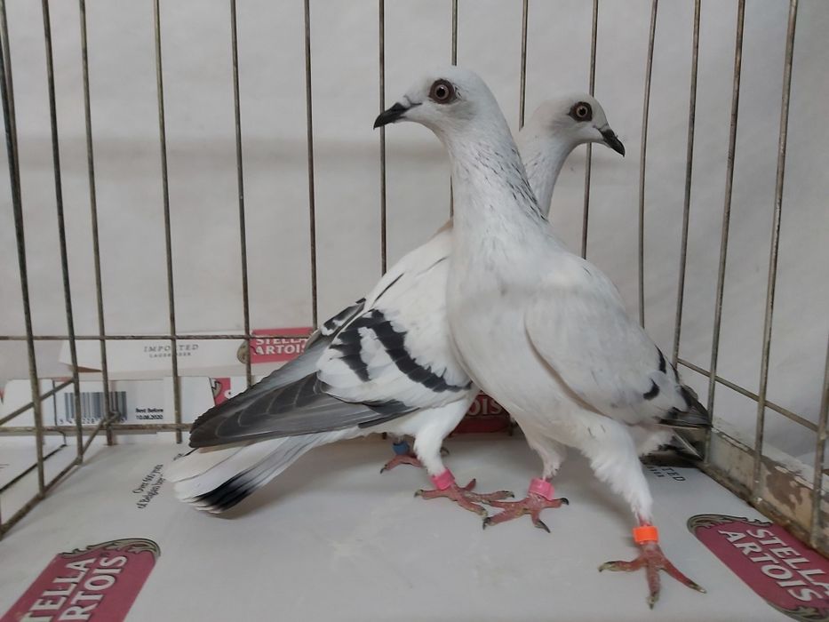 Gołębie Jasne Żałobne