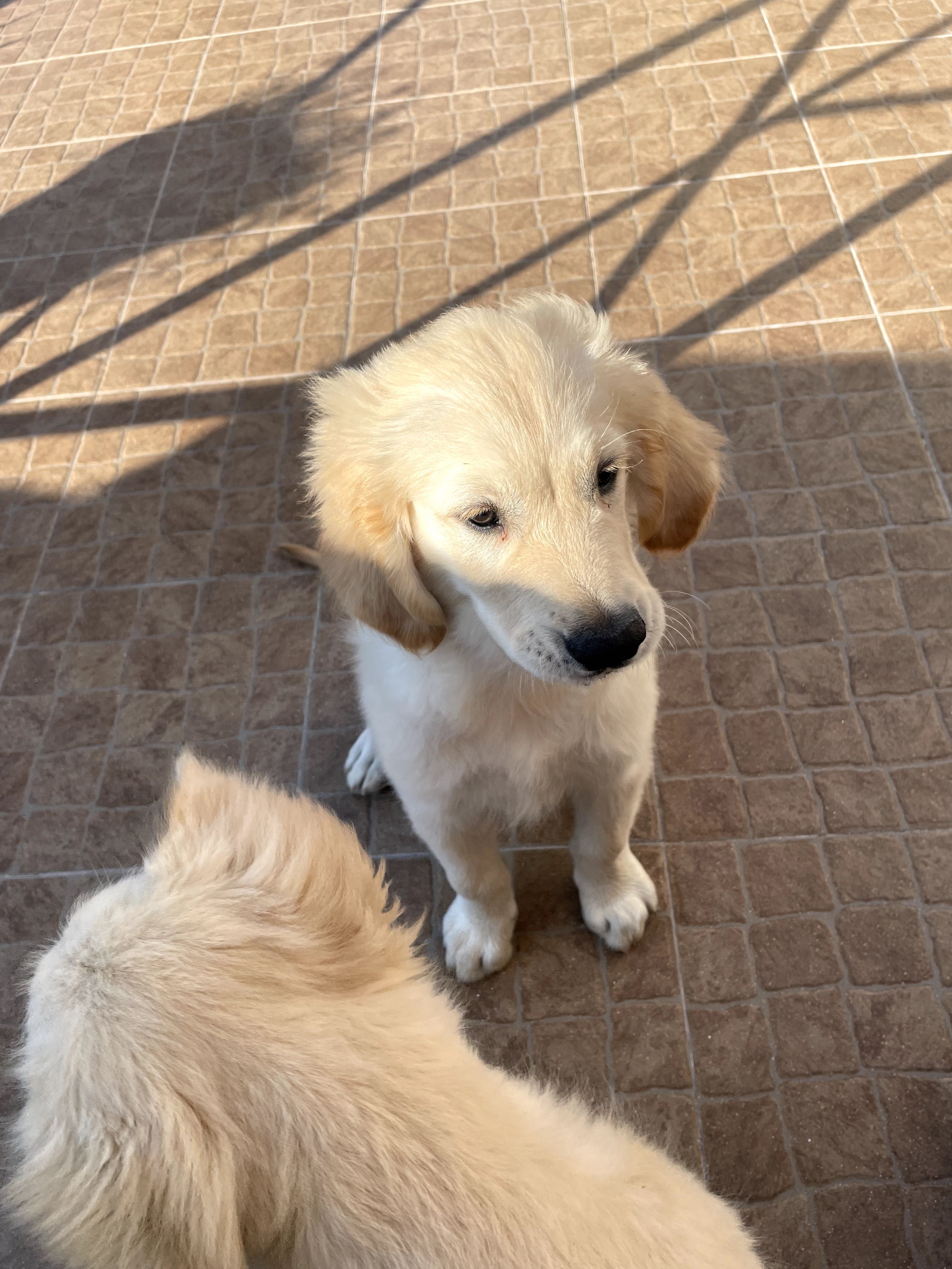 Para adoção, com 4 meses