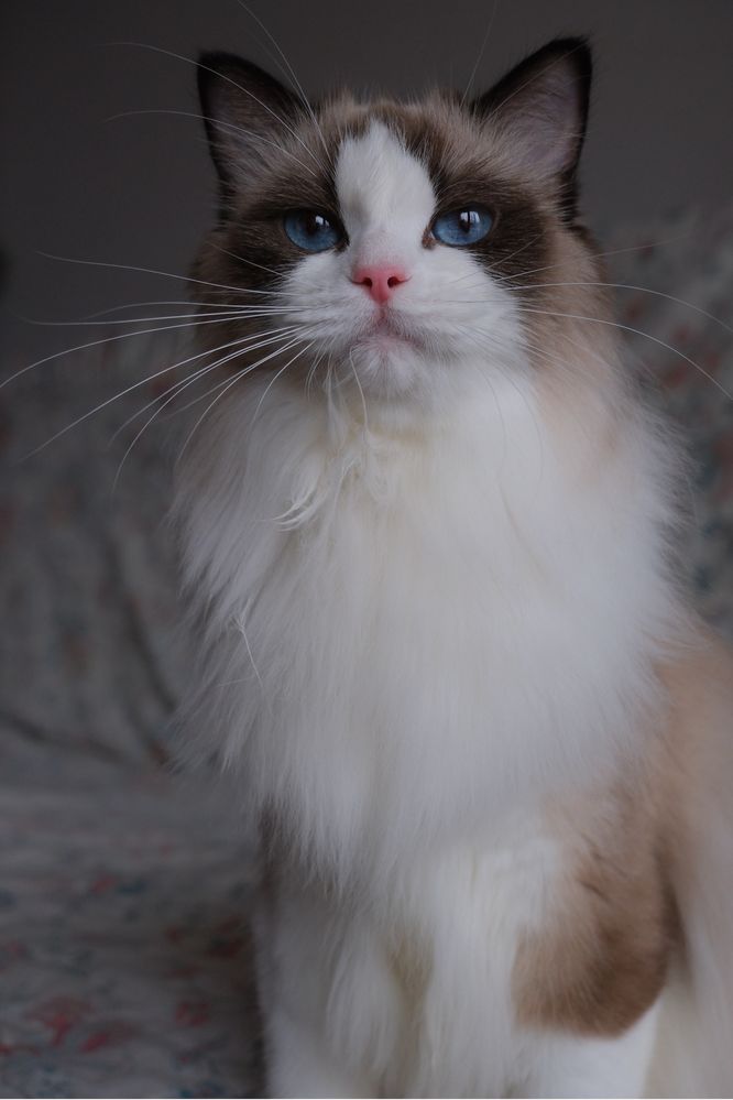 Kotka rasy ragdoll FPL adopcja rasowa ragdoll Warszawa
