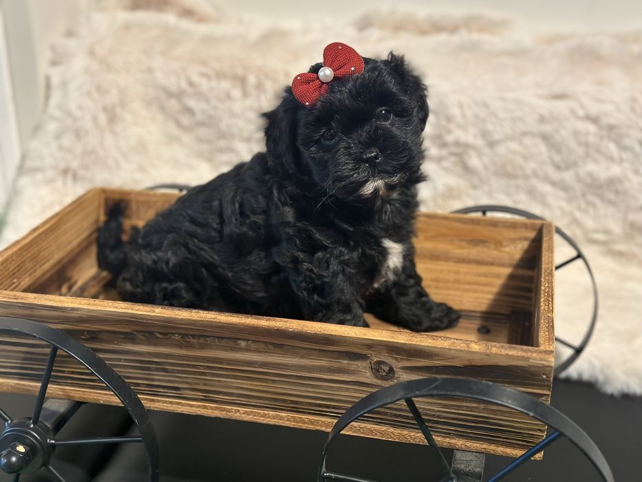 Maltipoo F1 szczeniak z rodowodem