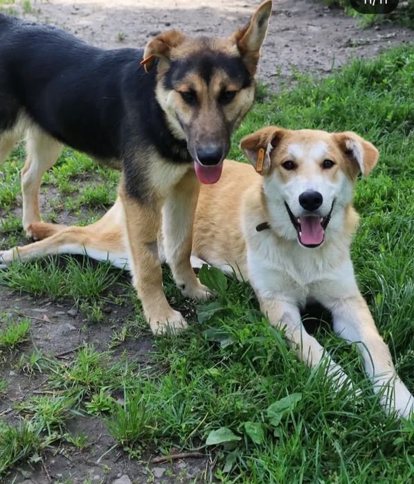 Собаки, хлопчики, 1рік