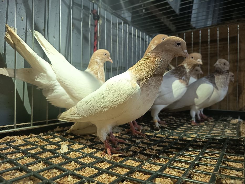 Budapeszty 25zł sztuka