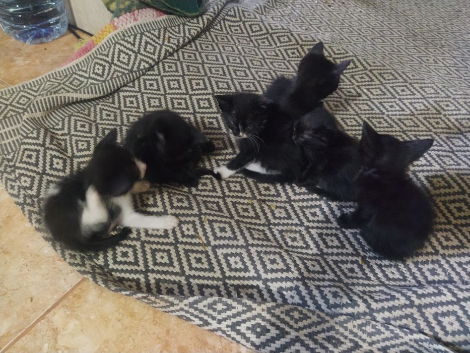 Gatinhos para Adoção
