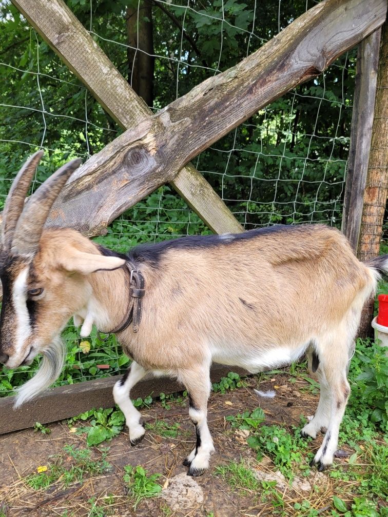 Sprzedam kozy, koza
