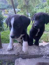 Cães para adoção