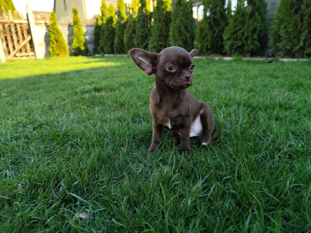 Czekoladowy chłopiec Chihuahua gotowy do zmiany domku