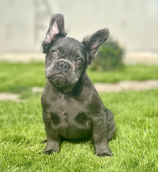 Флаффи! Голубая девочка!