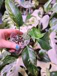 Epipremnum pinnatum albo variegata ukorzenione