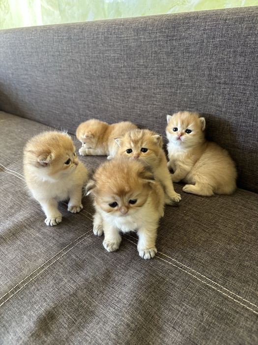 Шотландські кошенята