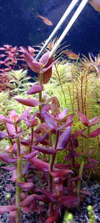 Bacopa salzmanni Purple