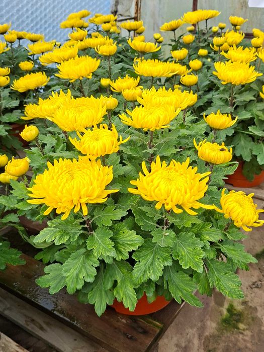 Sprzedaż chryzantem Kożuchów i Strzyżów