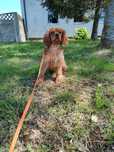 Cavalier King Charles suczka