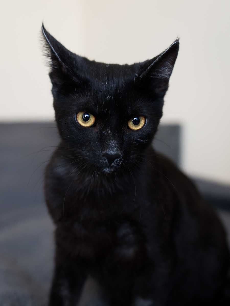 Król do adopcji :)