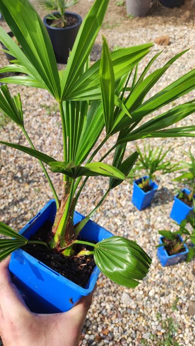 Trachycarpus Bułgaria