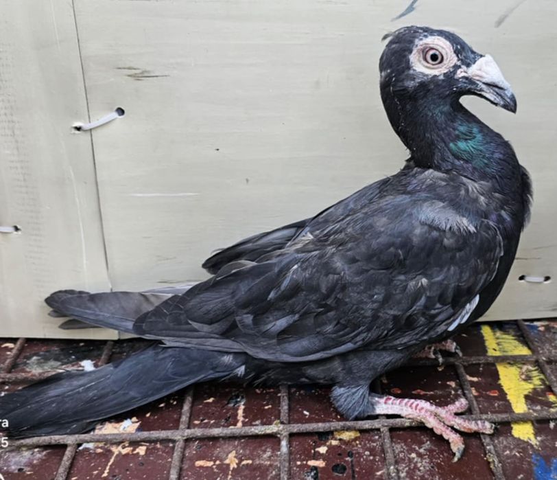 Gołębie listonosz polski