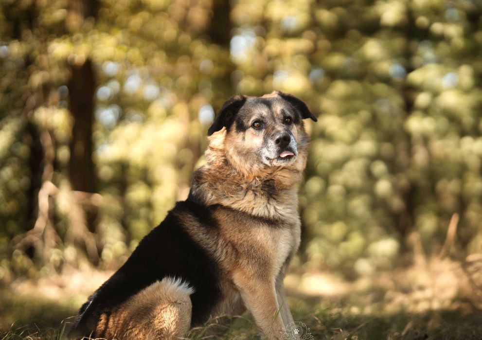 Hagi – rodzinny pies do przytulania, nie do życia za kratami