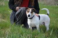 Ramen - psiepyszny psiak mix jack russell ADOPCJA