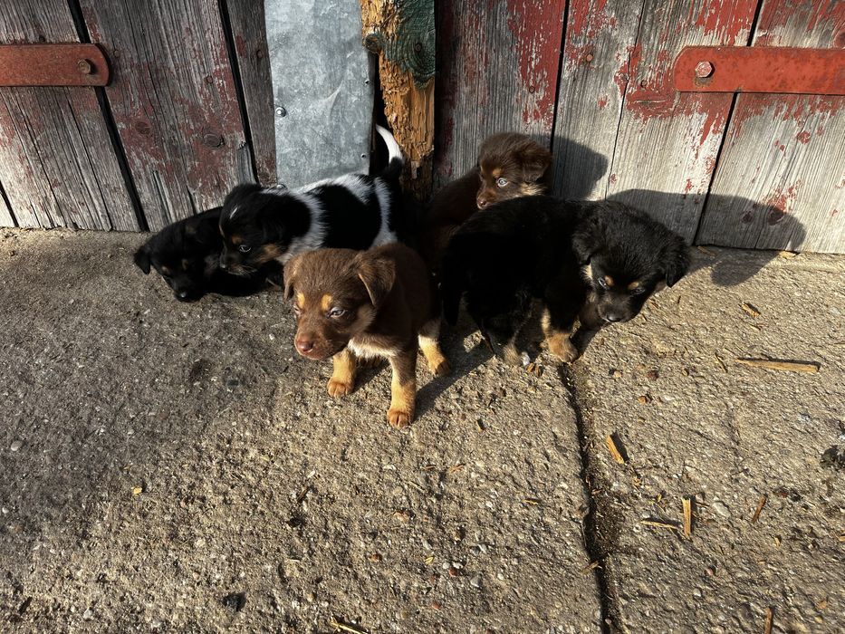 Oddam szczenięta za darmo.