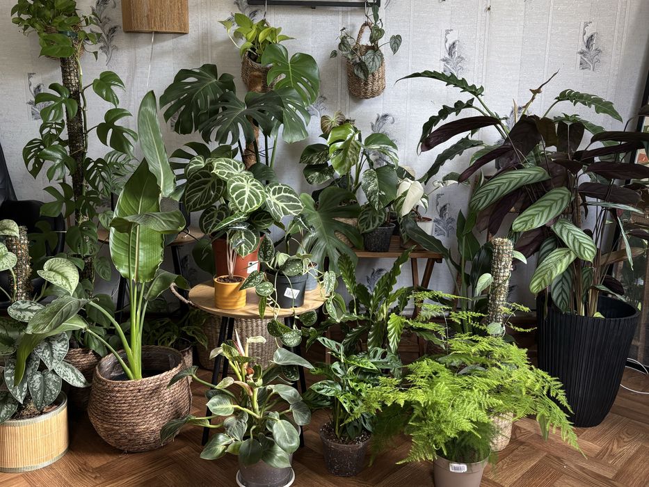 Кімнатні рослини. Варієгатні, ампельні. Монстера, Філодендрон, калатея