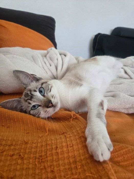 Gatinha para adopção