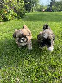 Pieski shih tzu trio color