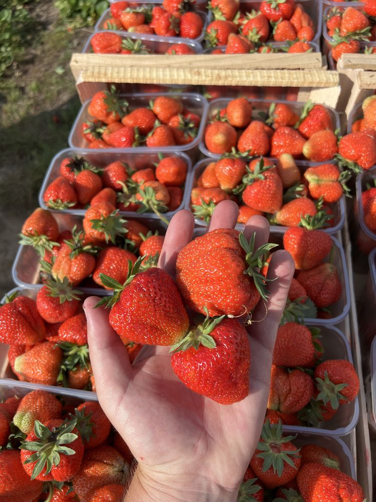 Продам полуницю, клубніку